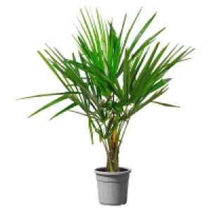 Aldi Süd  GARDENLINE Chin. Hanfpalme