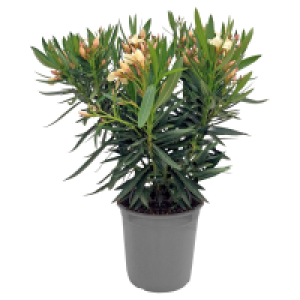Aldi Süd  GARDENLINE Oleander Busch lachs/gelb