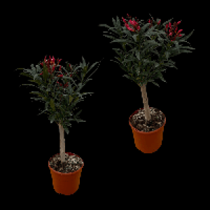 Aldi Nord Gardenline GARDENLINE Oleander-Stamm