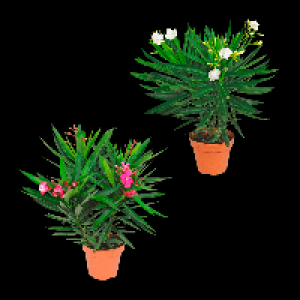 Aldi Nord Gardenline GARDENLINE Oleander-Busch