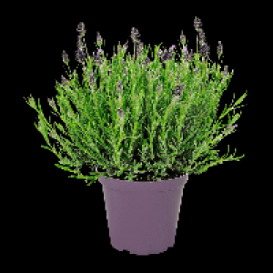 GARDENLINE Schmetterlingslavendel