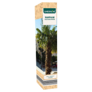 Aldi Süd  GARDENLINE Palmen-Mix