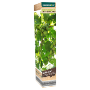 Aldi Süd  GARDENLINE Gartenpflanzen-Mix