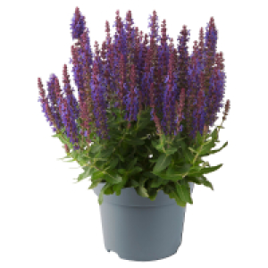 GARDENLINE Steppen-Salbei