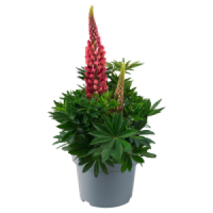 GARDENLINE Vielblättrige Lupine