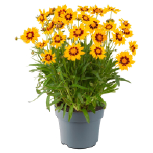 GARDENLINE Großbl. Mädchenauge