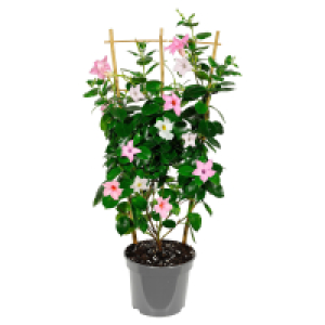 GARDENLINE Dipladenie Ampel Duo