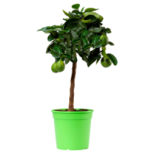 Aldi Süd  GARDENLINE Zitrusstämmchen Lime Verde