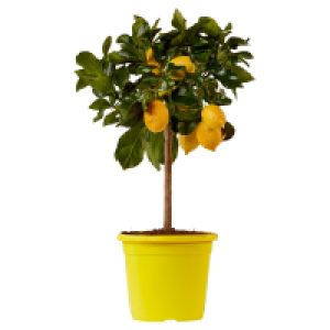 GARDENLINE Zitrusstämmchen Incappuccia