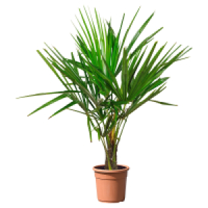 GARDENLINE Palmen-Mix Trachycarpus Fortunei