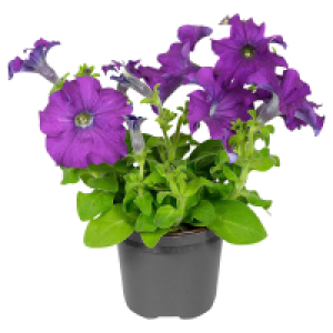 Aldi Süd  GARDENLINE Beetpflanzen