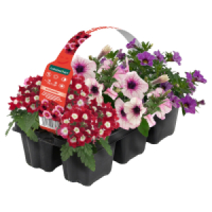 GARDENLINE 6er Ton in Ton