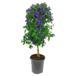 Aldi Süd  GARDENLINE Stämmchen Enzianstrauch