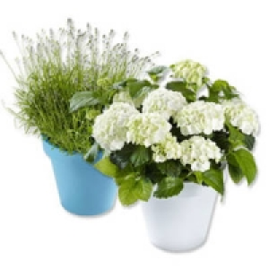 Hortensien oder Lavendel