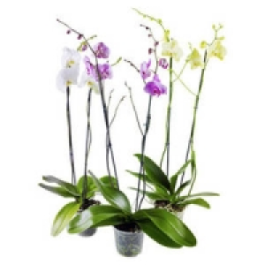 Phalaenopsis 2 Rispen