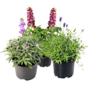 Stauden 1.99 €