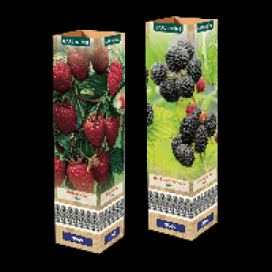 GARDENLINE Himbeere
