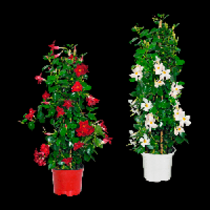 Aldi Nord Gardenline GARDENLINE Dipladenia-Pyramide