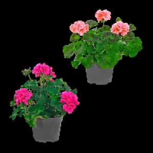GARDENLINE Geranie