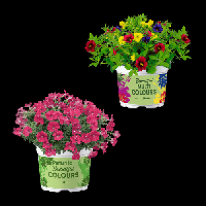 GARDENLINE Mini-Petunie-Trio / Petunie