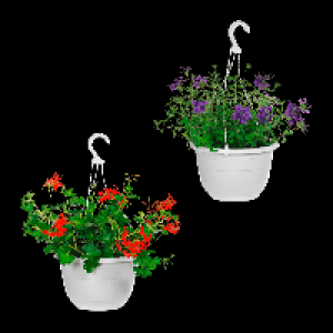 GARDENLINE Ampelpflanze