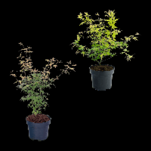 Aldi Nord Gardenline GARDENLINE Japanischer Ahorn
