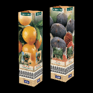 GARDENLINE Mediterrane Pflanze