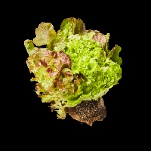 Kopfsalat mit Wurzelballen