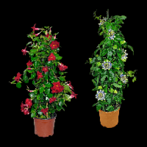 Aldi Nord Gardenline GARDENLINE Balkon- / Terrassenpflanze