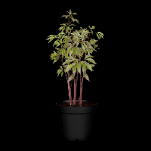 GARDENLINE Pfingstrose