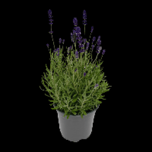 GARDENLINE Lavendel