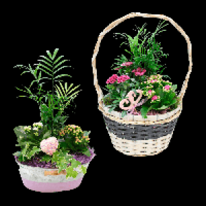 GARDENLINE Muttertagspflanzen