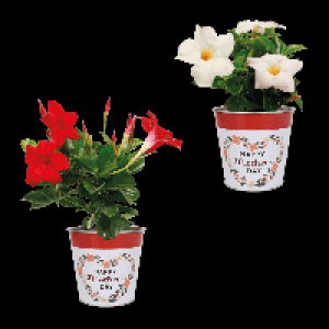 GARDENLINE Dipladenie