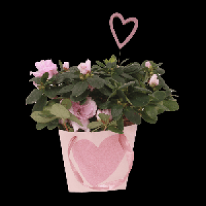 GARDENLINE Azalee