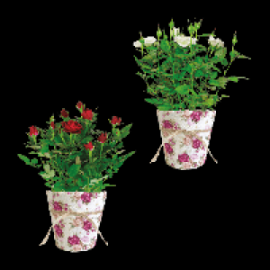 GARDENLINE Rosen