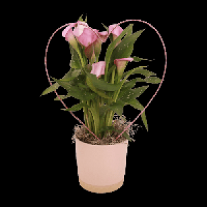 Aldi Nord Gardenline GARDENLINE Calla