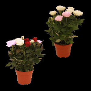Aldi Nord Gardenline GARDENLINE Topfrosen Dolce Amore