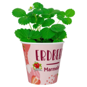 GARDENLINE Erdbeere Fridulin