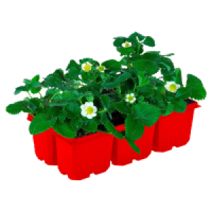 GARDENLINE Erdbeere 6er-Pack