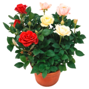 GARDENLINE Rose T14