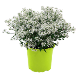 GARDENLINE, Weihrauchstrauch & Bienenschleierkraut
