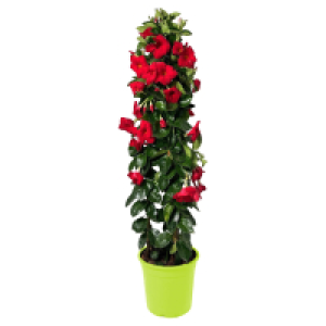 GARDENLINE Geranien