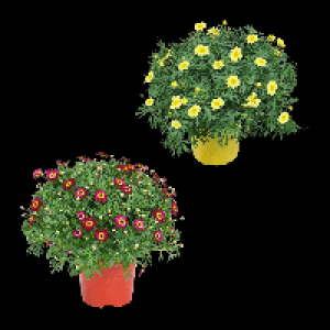 Aldi Nord Gardenline GARDENLINE Margeritenbusch