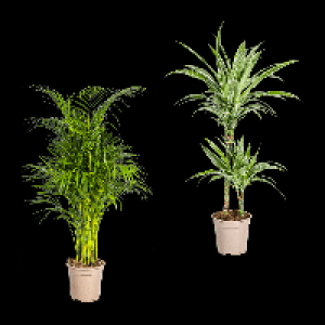 Aldi Nord Gardenline GARDENLINE Grünpflanze