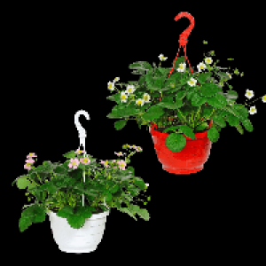 Aldi Nord Gardenline GARDENLINE Erdbeerampel