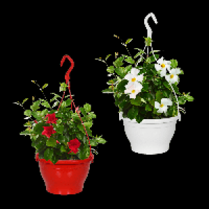 Aldi Nord Gardenline GARDENLINE Dipladenia-Ampel