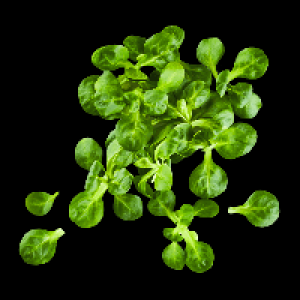 Feldsalat