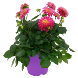 GARDENLINE Dahlien T13 und Nelken
