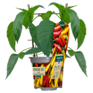 GARDENLINE Gemüse Duo im Potcover