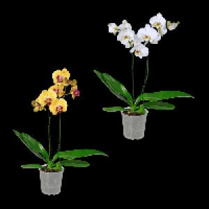 GARDENLINE Phalaenopsis 6.99 €